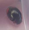 Hyperaspis sp.